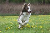 BORDER COLLIE 970